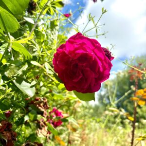 Madgalenaavalon aktivalas, rozsa