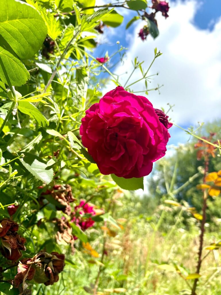 Madgalenaavalon aktivalas, rozsa